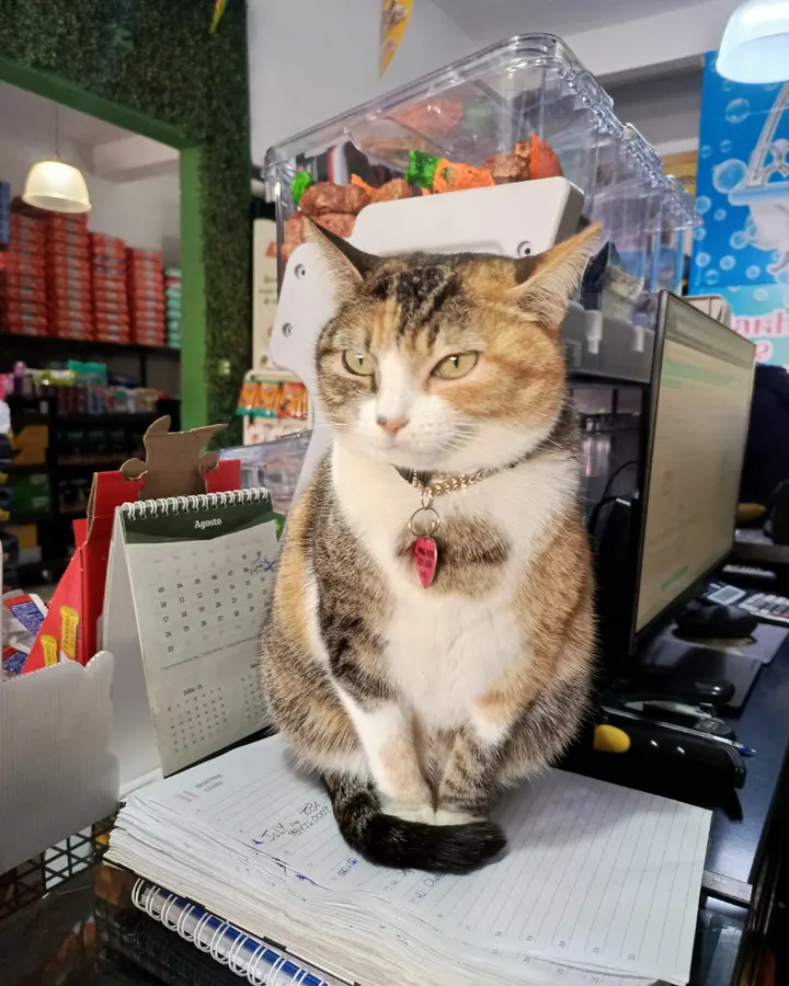 Mel, a gatinha mascote da Multi Patas